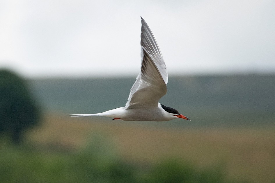 Common Tern-