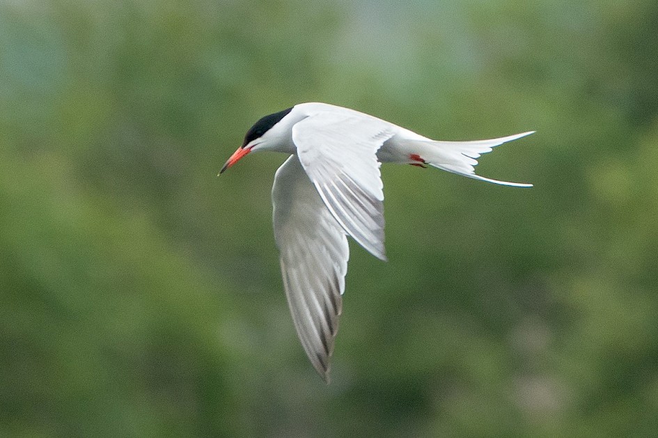 Common Tern-