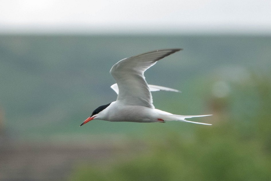 Common Tern-