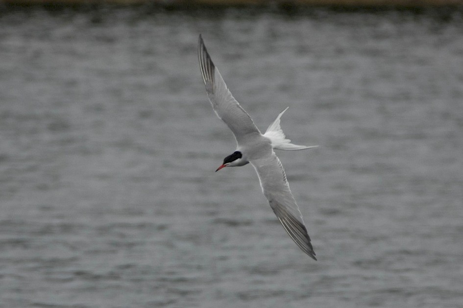 Common Tern