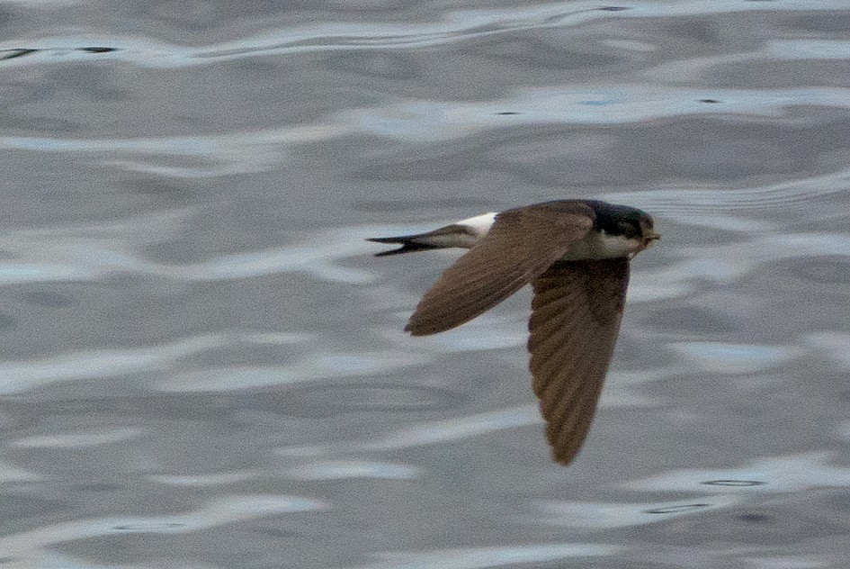 House Martin