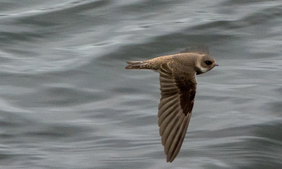 Sand Martin