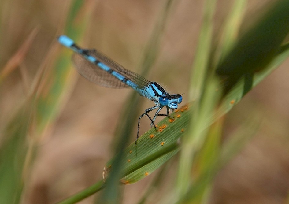 Damsel fly