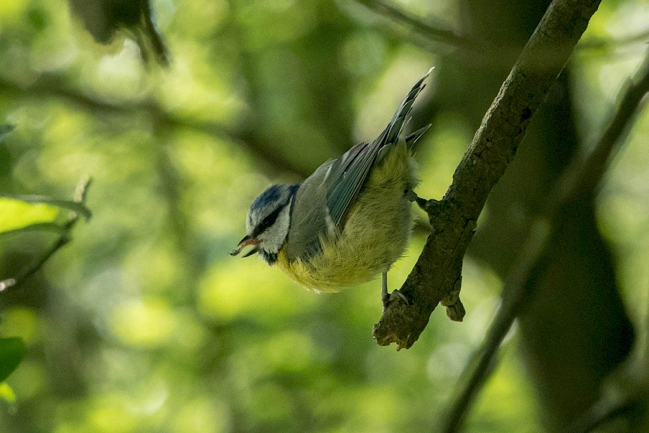 Blue Tit with insect