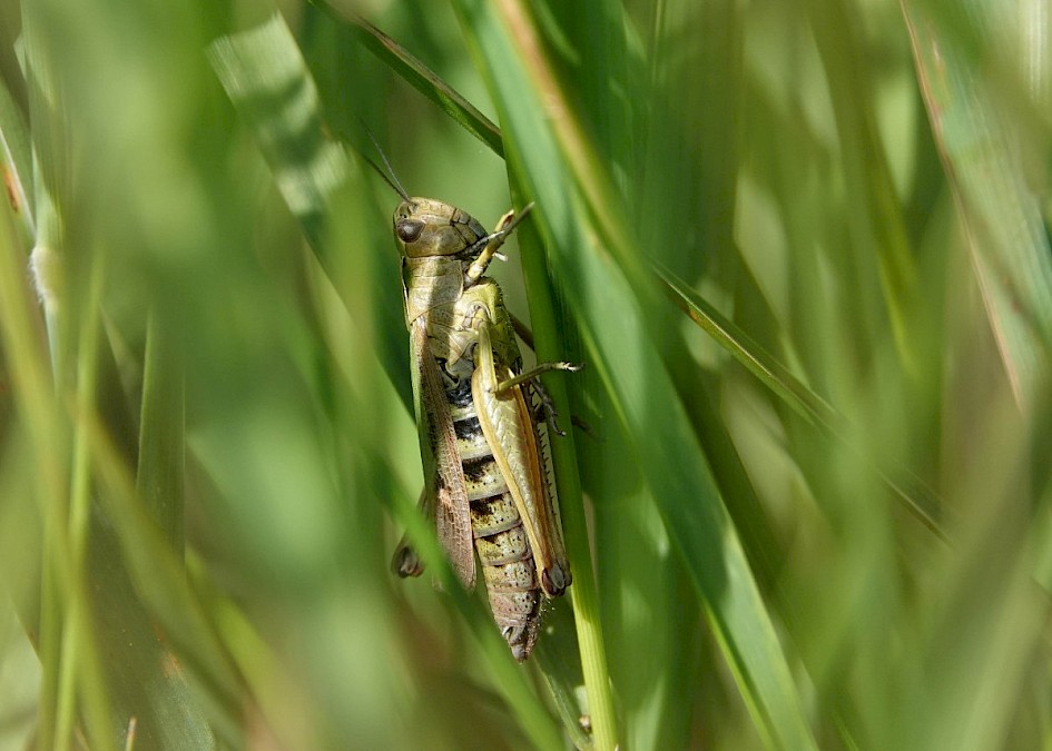 Grasshopper