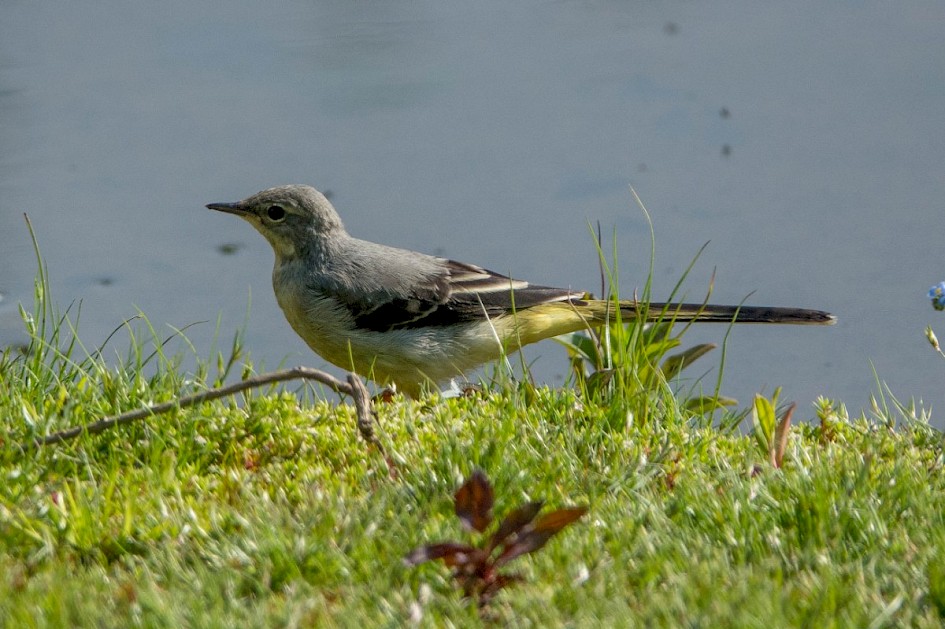 Grey Wagtail