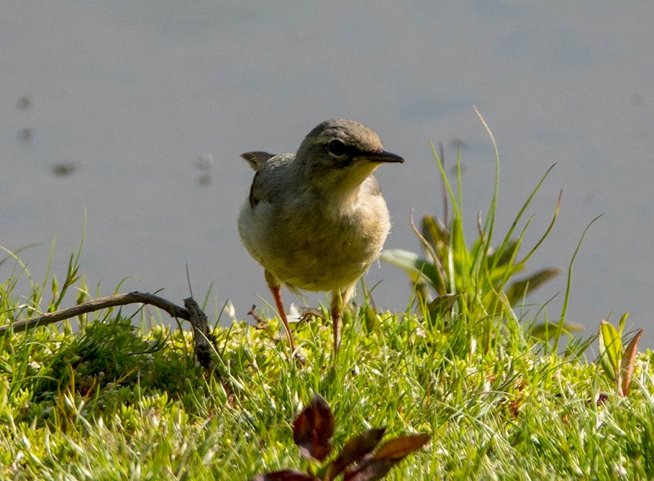 Grey Wagtail