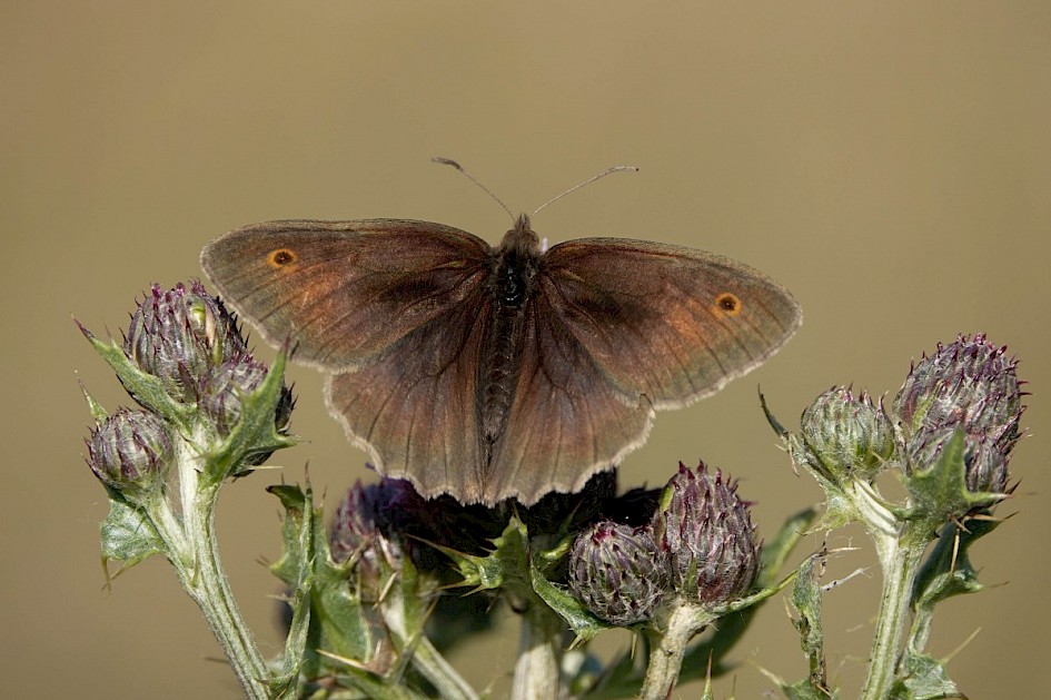 Meadow Brown