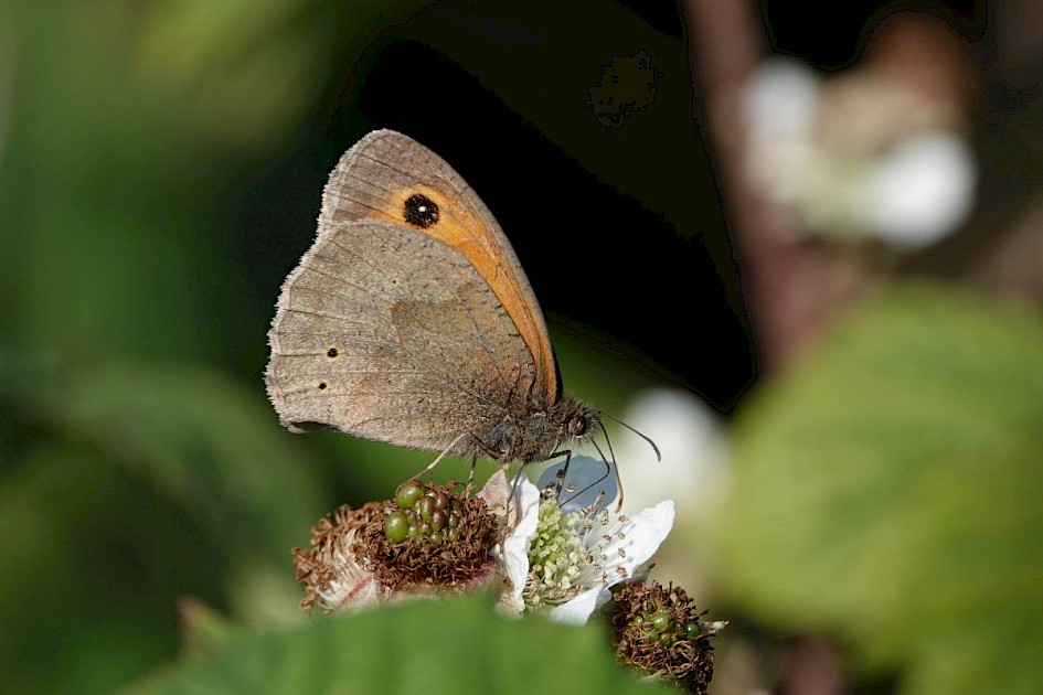 Meadow Brown