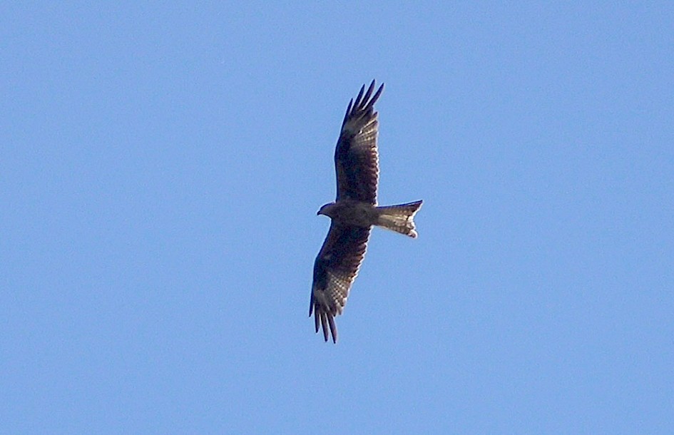 Red Kite over garden