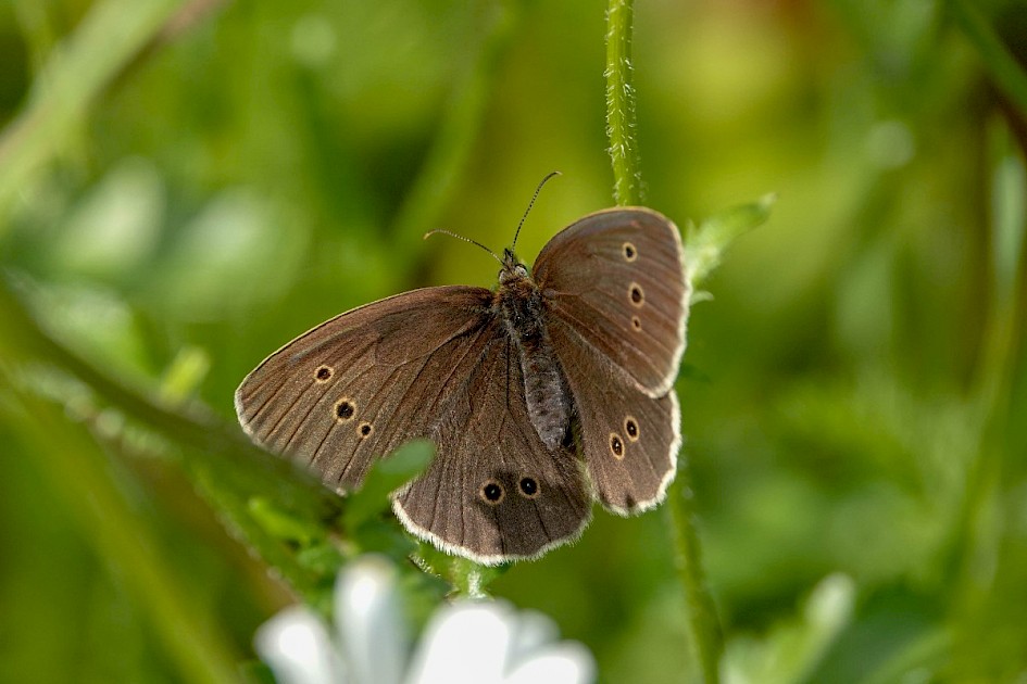 Ringlet