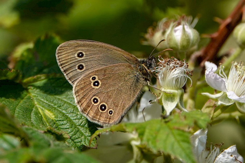 Ringlet