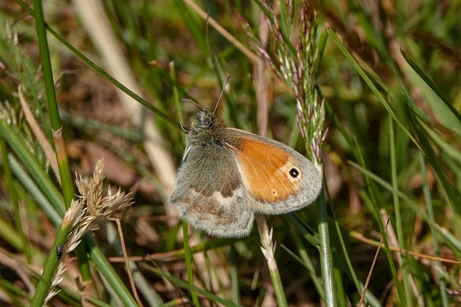 Small Heath