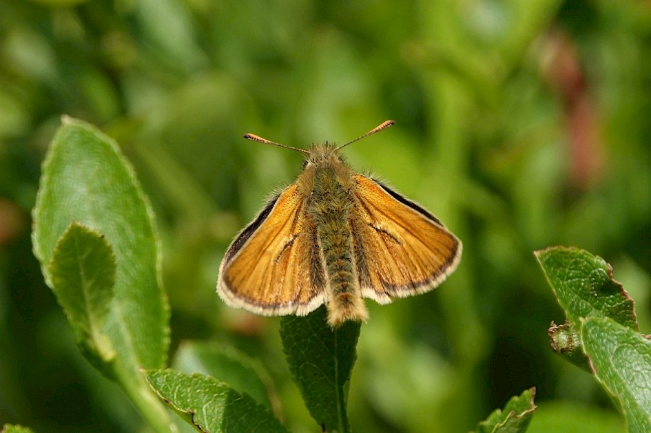 Small Skipper