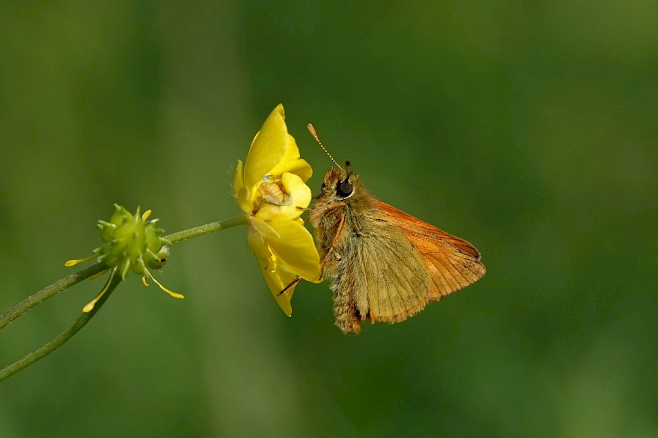 Small Skipper