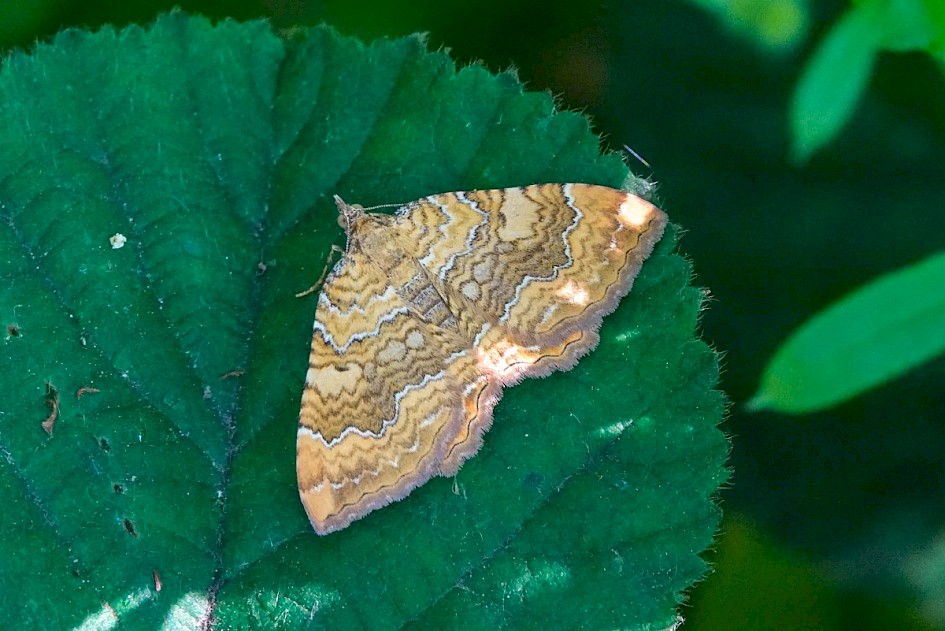 Yellow Shell