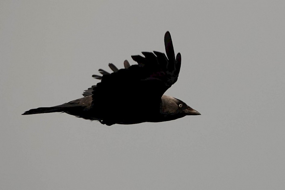 Jackdaw over the garden