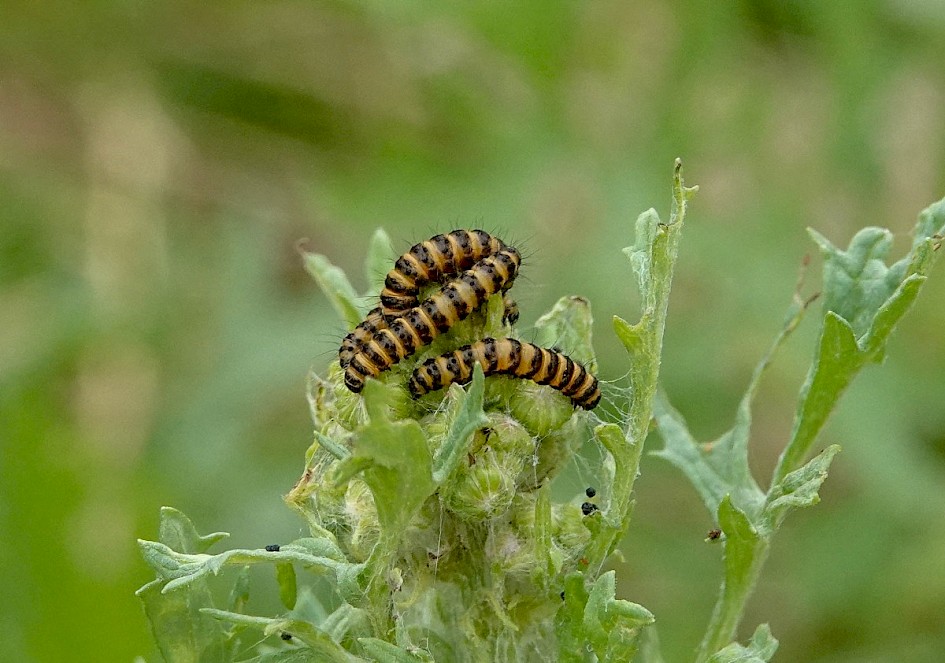 Young cinnabar larvae