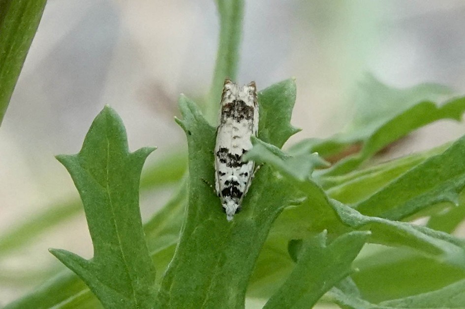 Eucosma campoliliana
