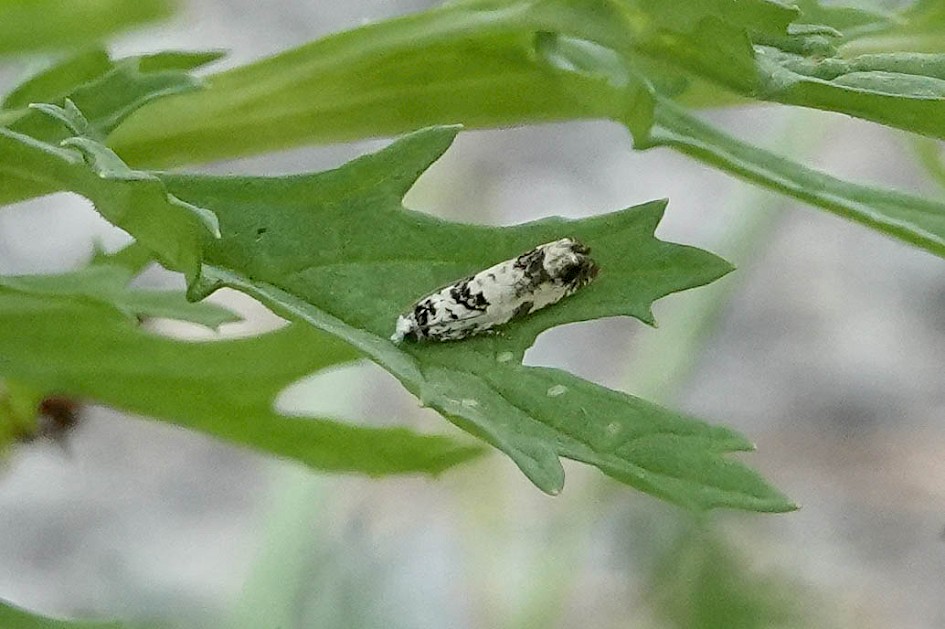Eucosma campoliliana