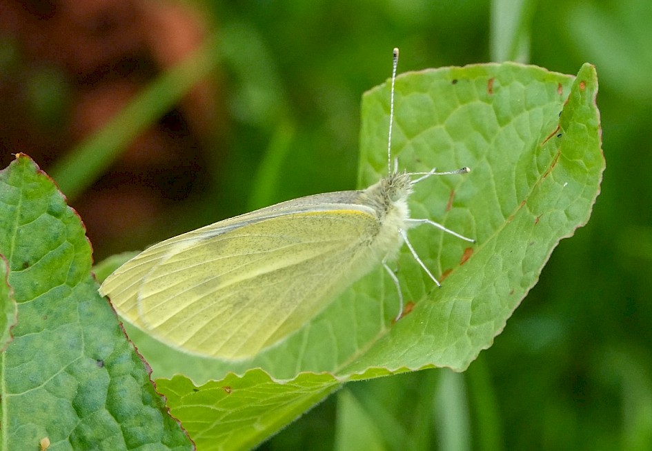 Large White