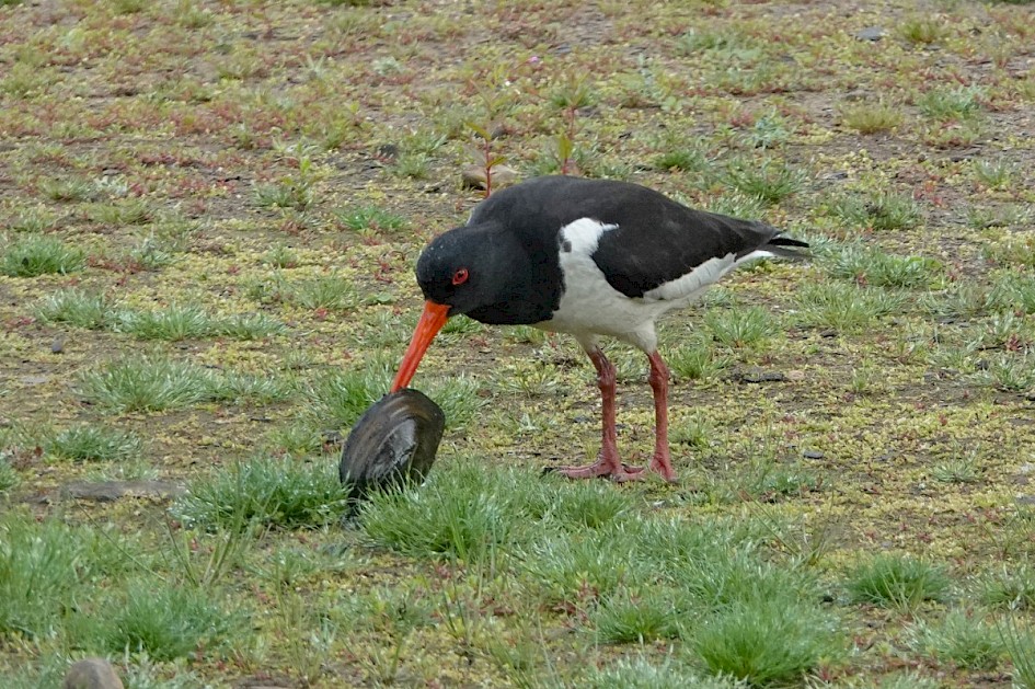 Oystercatcher with mussel