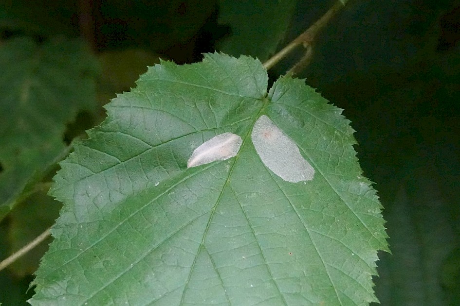 Phyllonorycter coryli mines