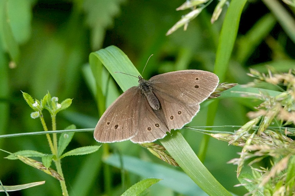 Ringlet