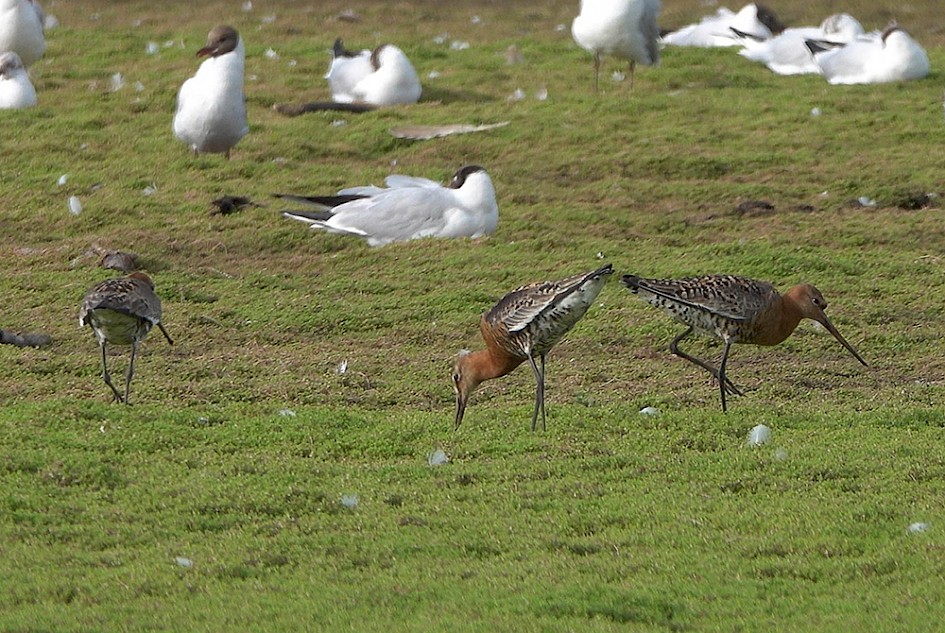 Btgodwits-a