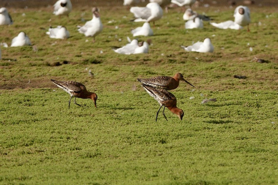 Btgodwits