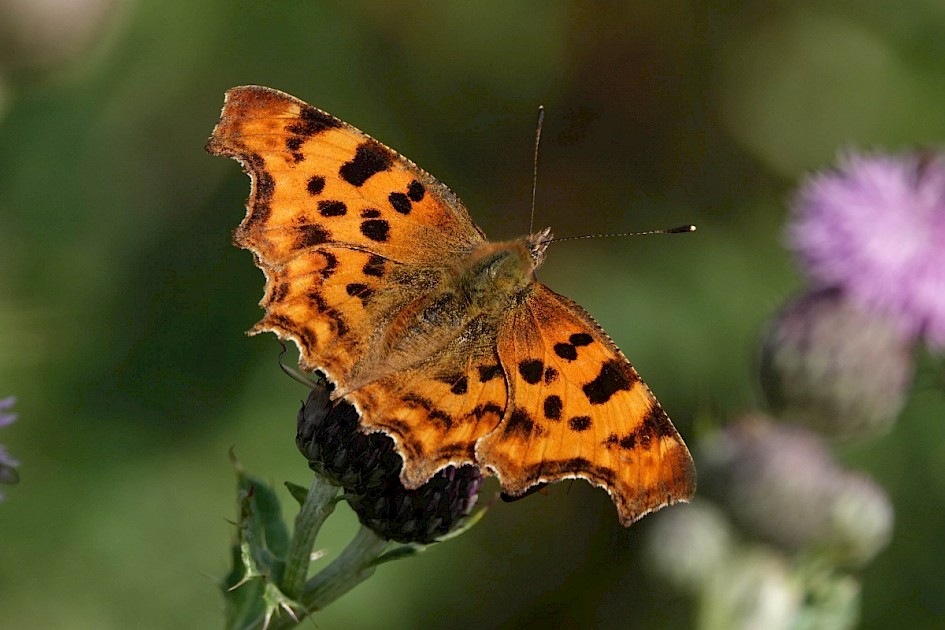Comma