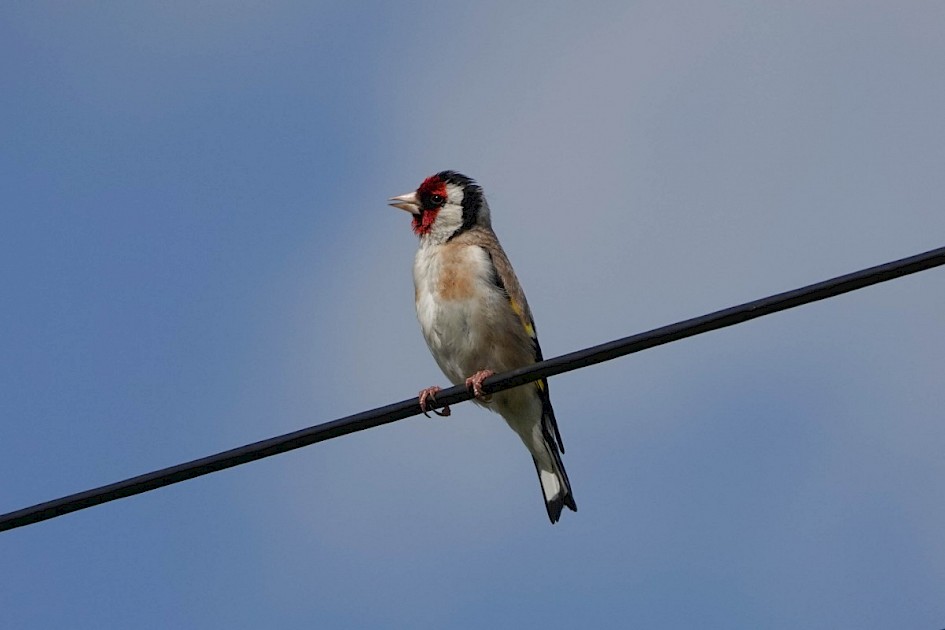 Goldfinch