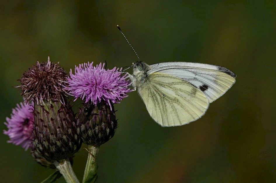 Green-veined White