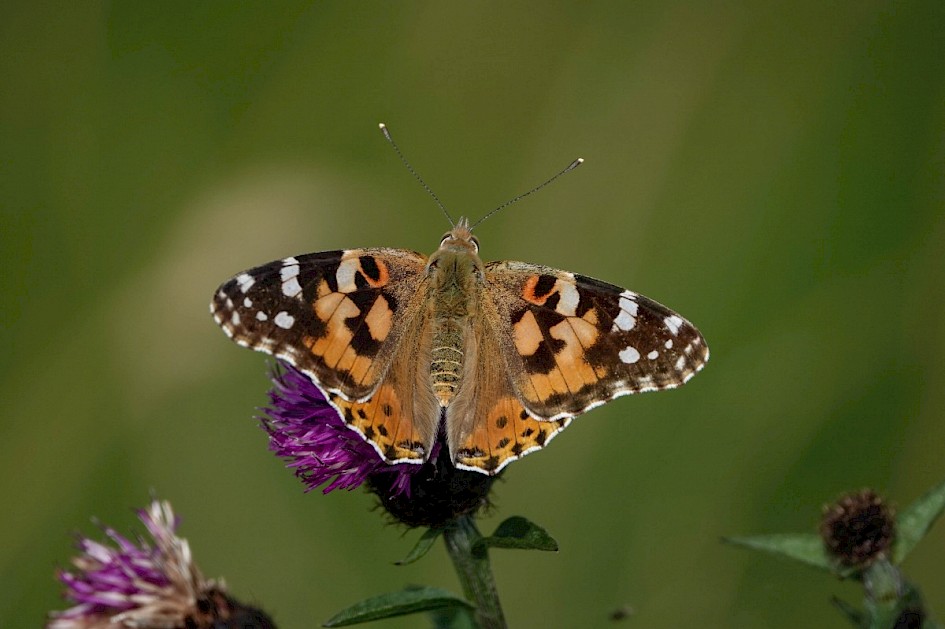 Painted Lady