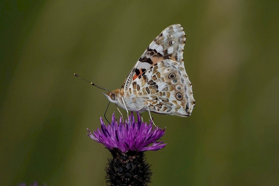 Painted Lady