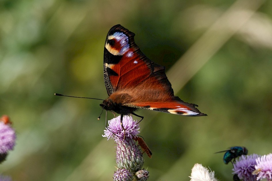 Peacock