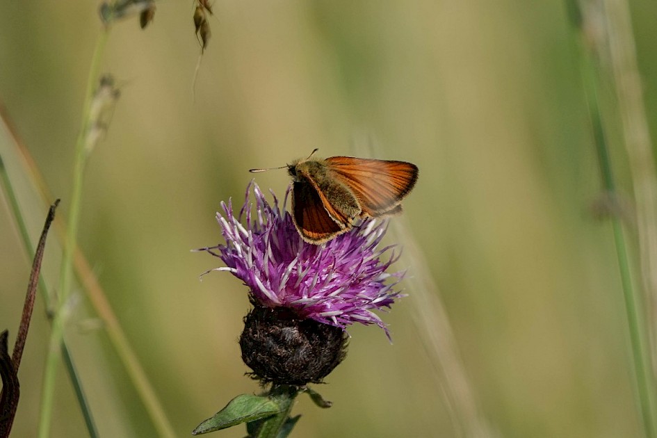 Small Skipper