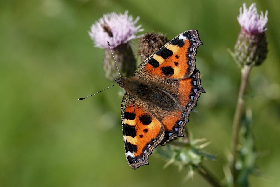 Small Tortoiseshell
