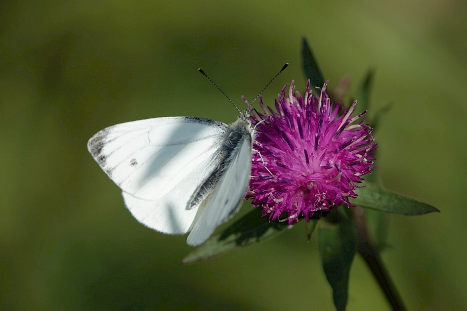 Small White