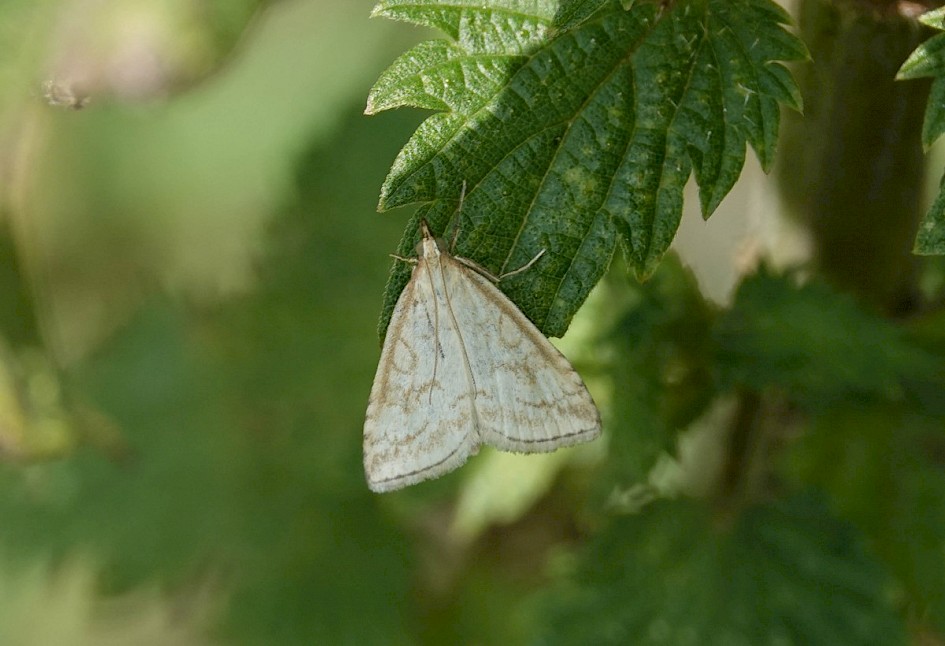 Udea lutealis