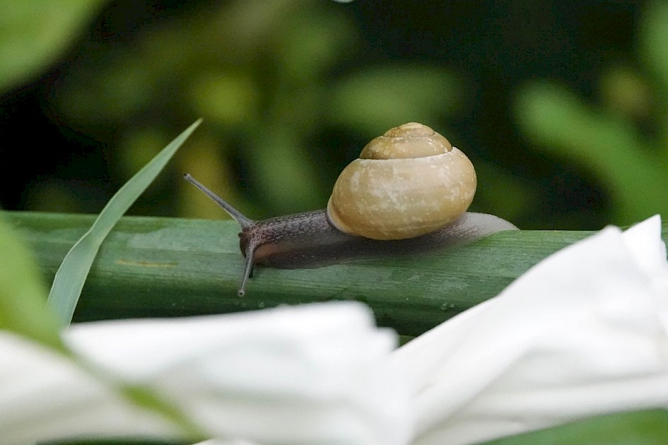 Snail