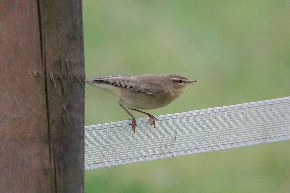 Willow Warbler