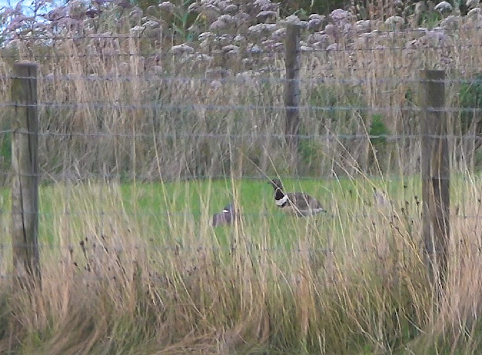 Little Bustard