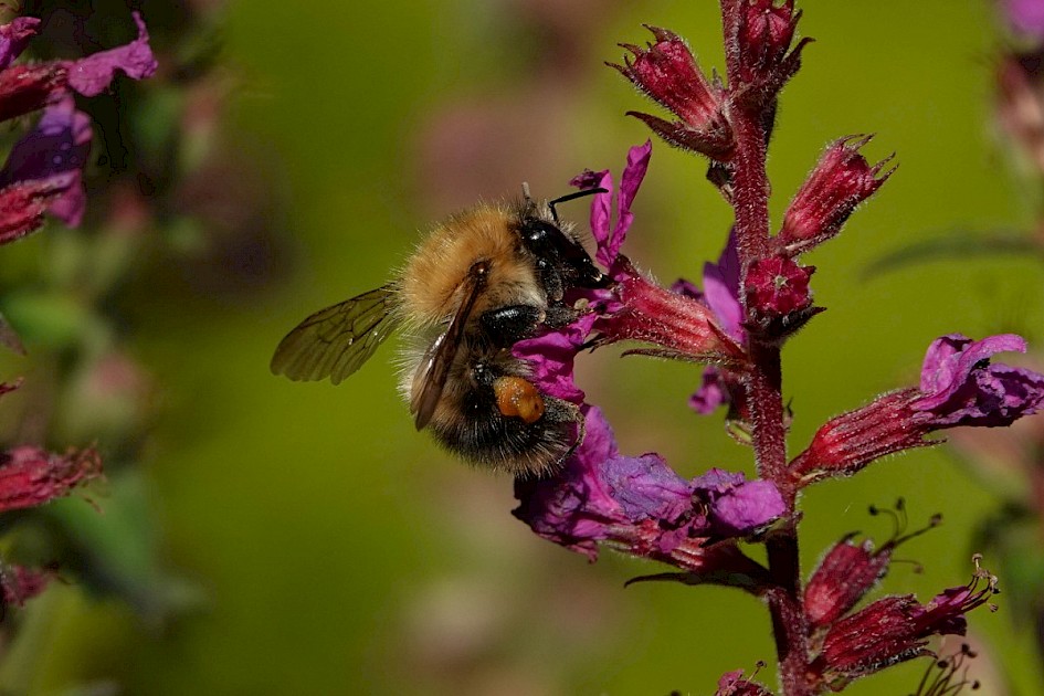 Bumble Bee