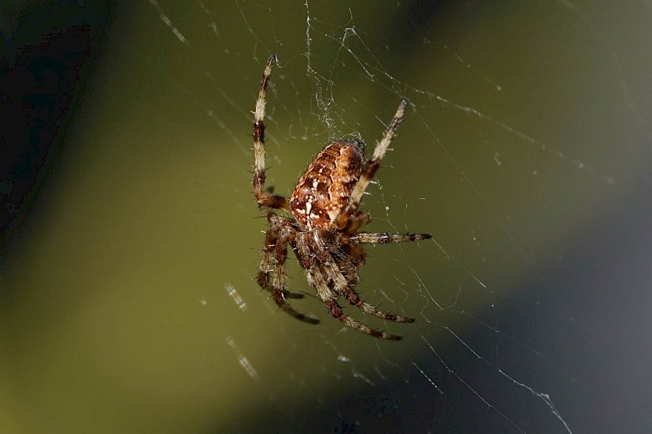 Garden Spider