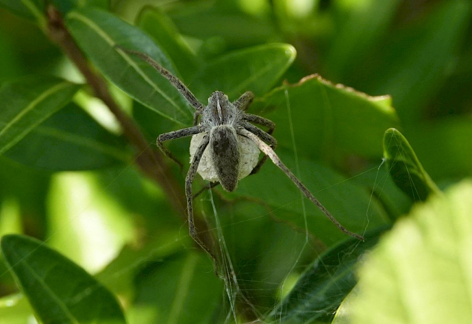 Nursery Web Spider (Pisaura mirabilis) I think