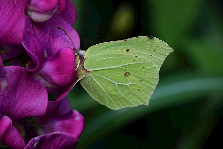 Brimstone in Dad's garden, Congleton.