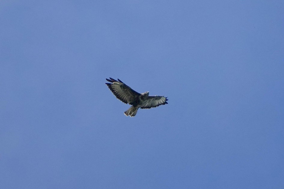 Buzzard over house
