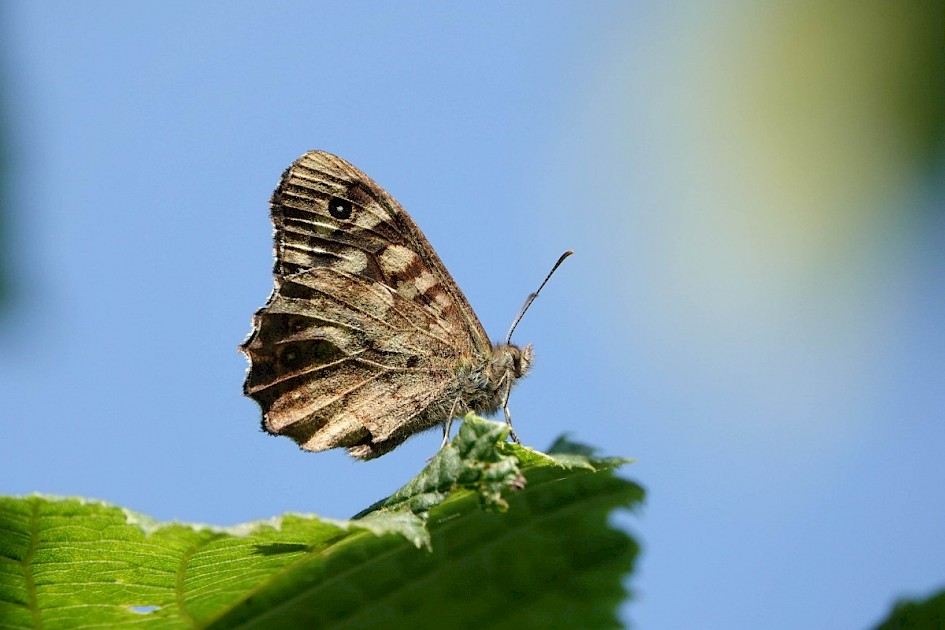 Speckled Wood