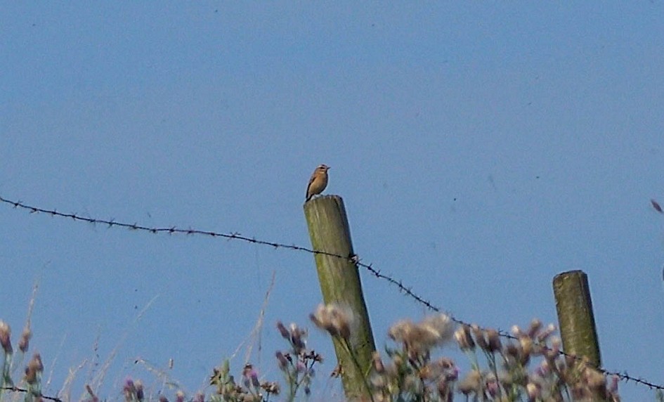 Wheatear (not Whinchat!)